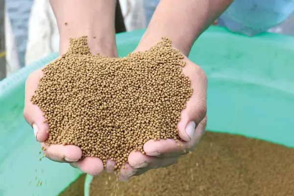 Cá Phượng Hoàng Nuôi Chung Với Cá Nào Để Bể Thủy Sinh Hòa Thuận?
