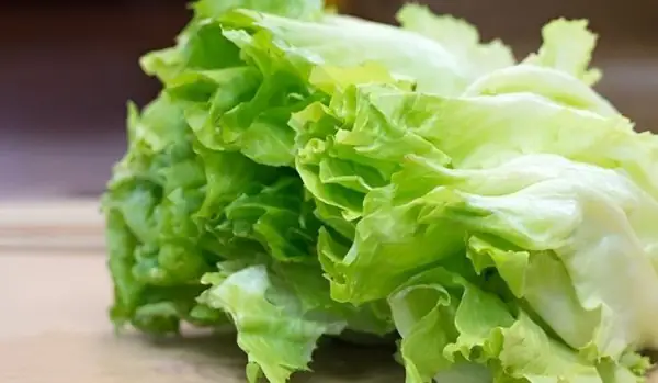 Cá Phượng Hoàng Nuôi Chung Với Cá Nào Để Bể Thủy Sinh Hòa Thuận?