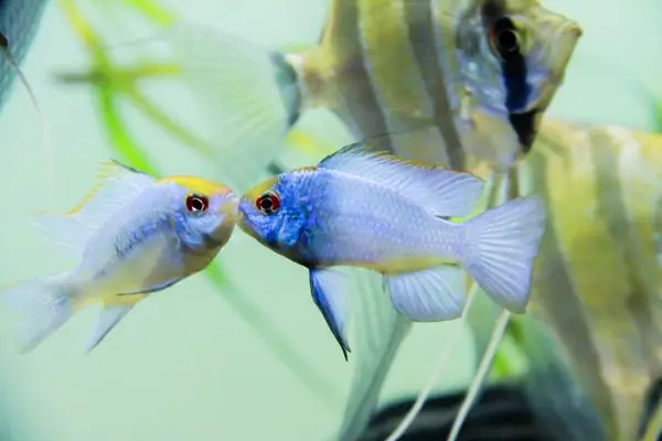 Cá Phượng Hoàng Nuôi Chung Với Cá Nào Để Bể Thủy Sinh Hòa Thuận?