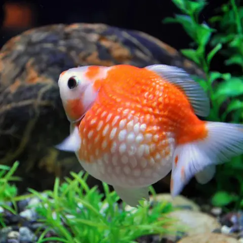 Cá Ping Pong Đen: Đặc Điểm, Cách Nuôi Và Chăm Sóc Đúng Cách