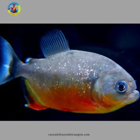 Đặc điểm nhận biết Cá Piranha Bụng Đỏ