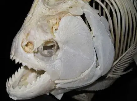 Cá Piranha Cổ Đại: Lịch Sử, Đặc Điểm Và Sức Mạnh Hủy Diệt