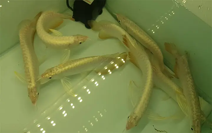 Cá Quá Bối 24K: Nguồn Gốc, Đặc Điểm & Hướng Dẫn Nuôi Chi Tiết Cá Quá Bối 24K: Nguồn Gốc, Đặc Điểm & Hướng Dẫn Nuôi Chi Tiết
