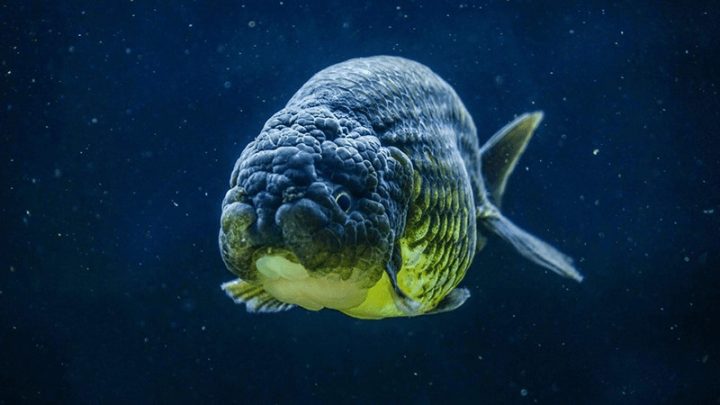Cá Ranchu đen, loài cá cảnh độc đáo hợp phong thủy người mệnh Thủy
