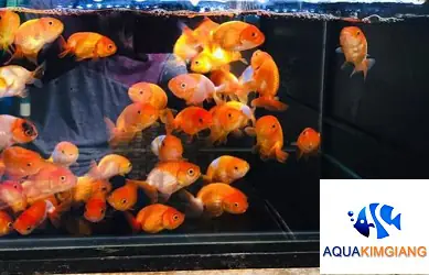 Cá Ranchu Hà Nội: Đặc Điểm, Cách Nuôi Và Địa Chỉ Mua Uy Tín