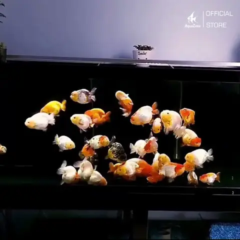 Cá Ranchu Sống Bao Lâu? Yếu Tố Ảnh Hưởng Tuổi Thọ Cá Ranchu Sống Bao Lâu? Yếu Tố Ảnh Hưởng Tuổi Thọ
