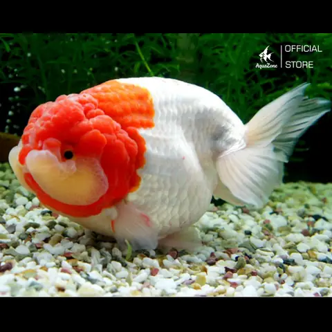 Cá Ranchu Sống Bao Lâu? Yếu Tố Ảnh Hưởng Tuổi Thọ Cá Ranchu Sống Bao Lâu? Yếu Tố Ảnh Hưởng Tuổi Thọ