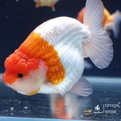 Cá Ranchu Sống Bao Lâu? Yếu Tố Ảnh Hưởng Tuổi Thọ