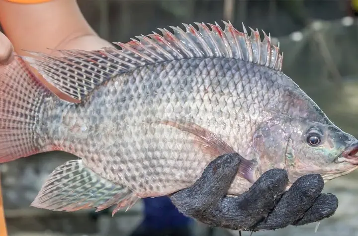 Giới thiệu chung về cá rô biển