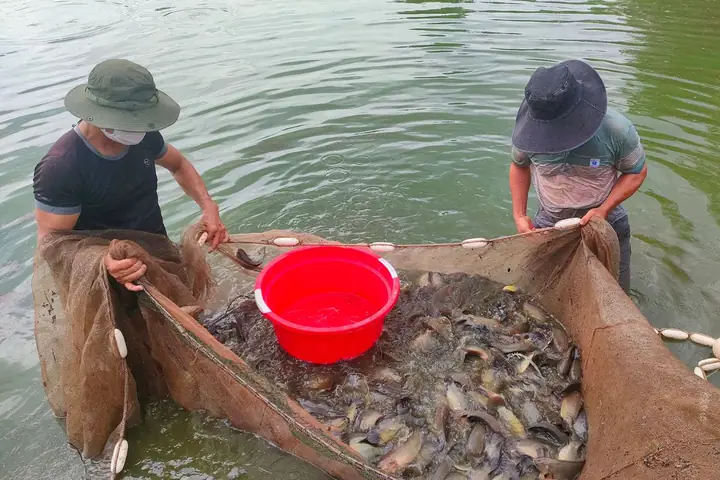 cá rô đầu vuông