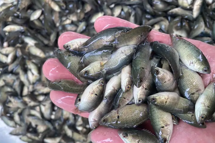 cá rô đầu vuông