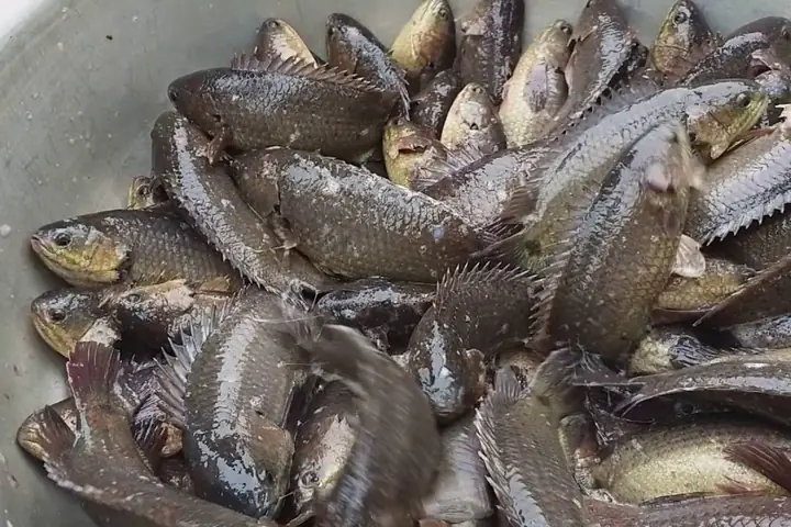 cá rô đầu vuông