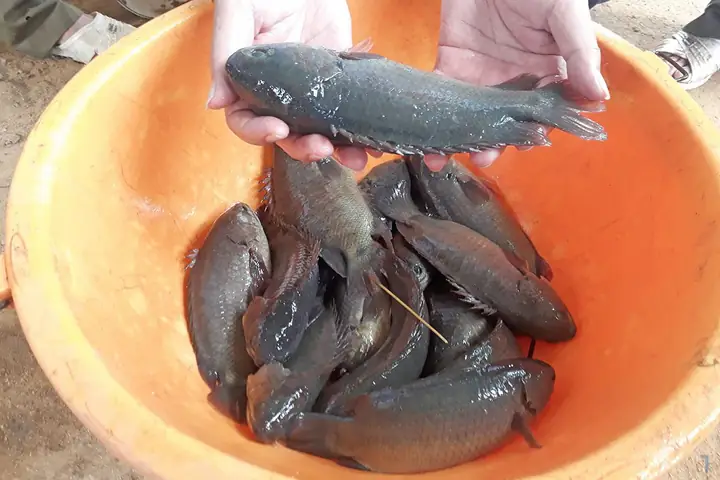 cá rô đầu vuông