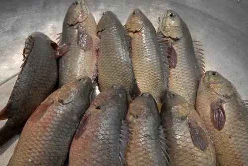 cá rô đồng ăn gì