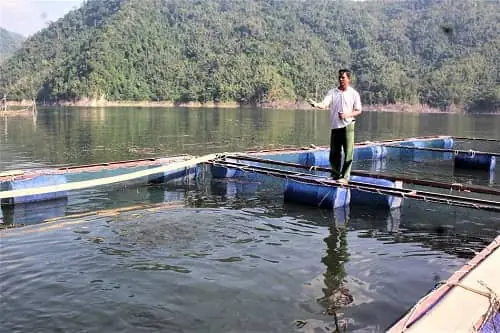 cá rô đồng ăn gì