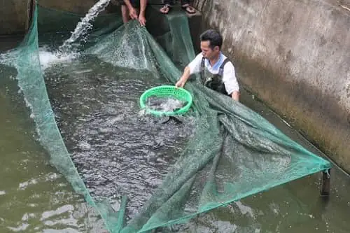 cá rô đồng ăn gì