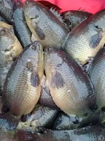 Thả cá và chăm sóc cá rô đồng giống: