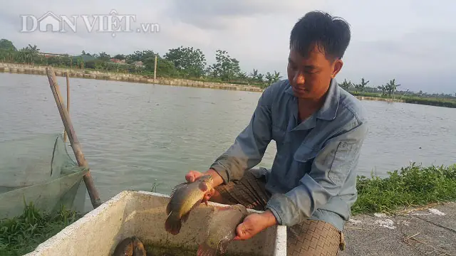 Cá Rô Đồng Khổng Lồ Có Thật Không? Giải Mã Loài Cá Huyền Thoại
