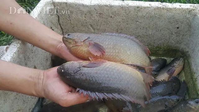 Cá Rô Đồng Khổng Lồ Có Thật Không? Giải Mã Loài Cá Huyền Thoại