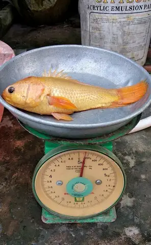 Cá Rô Đồng Vàng: Hiện Tượng Tự Nhiên Hay Dị Biệt Gen?