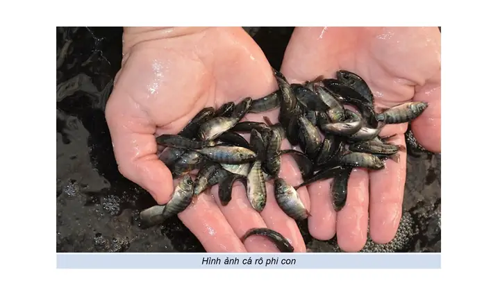 Cá Rô Phi Đơn Tính Là Gì: Kỹ Thuật Nuôi Đạt Hiệu Quả Cao