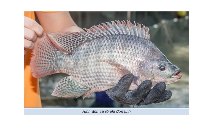 Cá Rô Phi Đơn Tính Là Gì: Kỹ Thuật Nuôi Đạt Hiệu Quả Cao