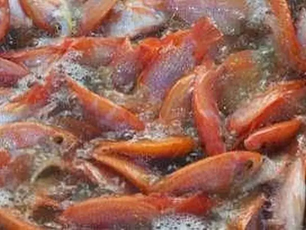 Cá Rô Phi Hồng: Đặc Điểm, Kỹ Thuật Nuôi và Lợi Ích Kinh Tế