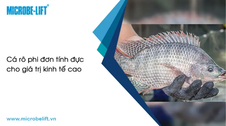 Cá Rô Phi Lưỡng Tính: Khái Niệm, Lợi Ích và Kỹ Thuật Nuôi Chuyên Sâu