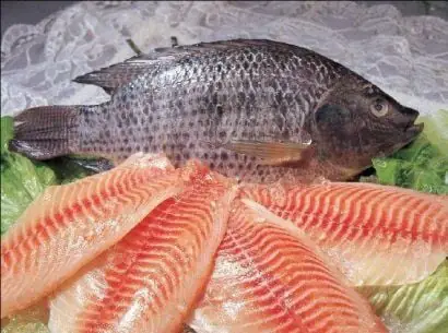 Cá Rô Phi Tiếng Anh Là Gì: Giải Mã Chi Tiết Về Tilapia