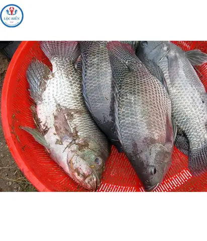 Äáº·c Äiá»m cá»§a cÃ¡ rÃ´ phi