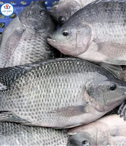Äáº·c Äiá»m cá»§a cÃ¡ rÃ´ phi