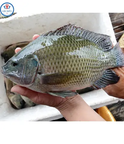 Äáº·c Äiá»m cá»§a cÃ¡ rÃ´ phi