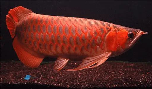 cá rồng ăn gì