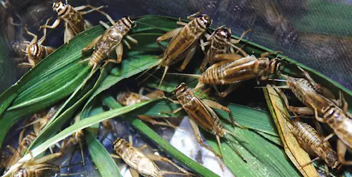 cá rồng ăn gì