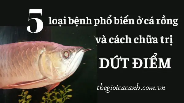 Cá Rồng Bị Nổi Mụn: Nguyên Nhân, Cách Trị Và Phòng Ngừa Hiệu Quả