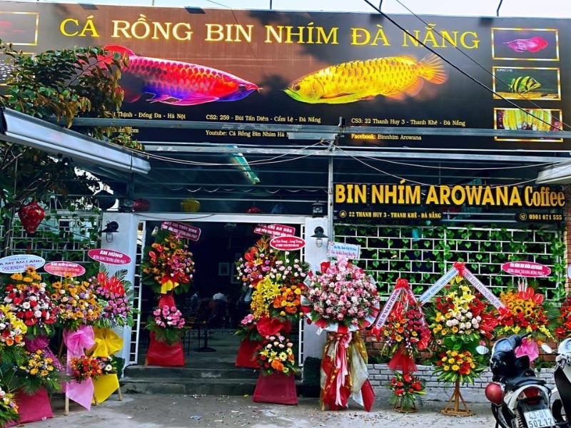 cá Rồng Bin Nhím khỏe mạnh bơi trong bể tại cửa hàng cá cảnh Đà Nẵng