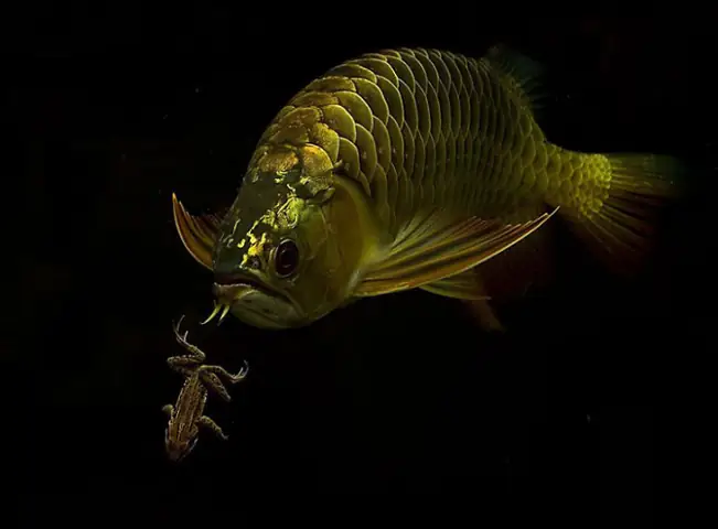 cá rồng bỏ ăn