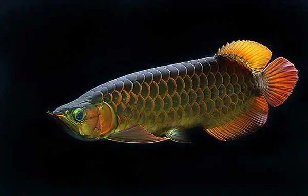 Tại Sao Cá Rồng Bơi Dưới Đáy? Nguyên Nhân & Cách Khắc Phục Tại Sao Cá Rồng Bơi Dưới Đáy? Nguyên Nhân & Cách Khắc Phục