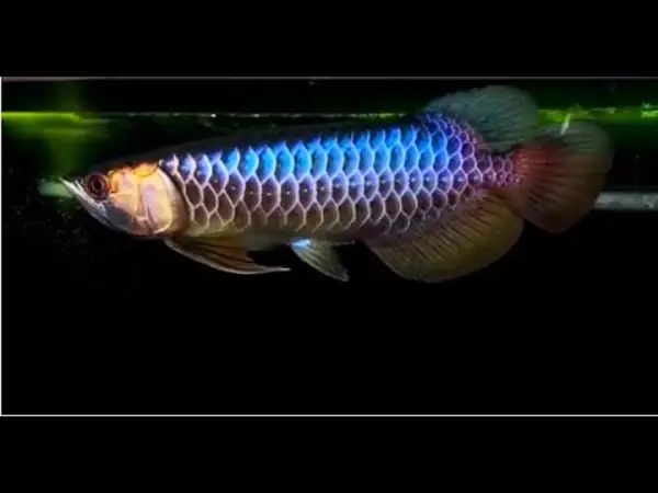 Hướng Dẫn Chăm Sóc Cá Rồng Bối Tím: Từ Đặc Điểm Đến Phong Thủy