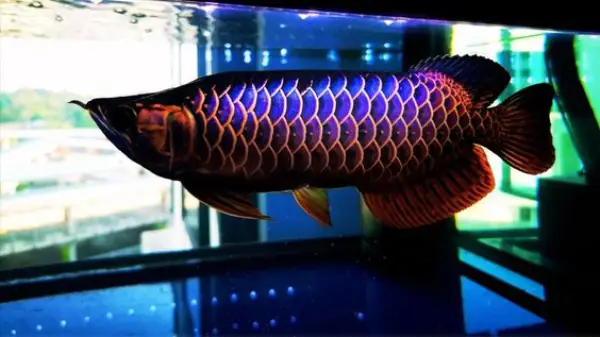 Hướng Dẫn Chăm Sóc Cá Rồng Bối Tím: Từ Đặc Điểm Đến Phong Thủy