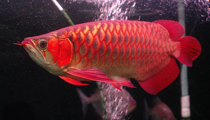 cá rồng châu á