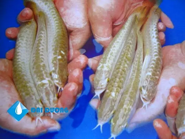 Cá Rồng Golden Head Là Gì? Đặc Điểm và Giá Trị Độc Đáo