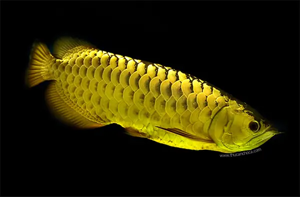 Cá Rồng Golden Head Là Gì? Đặc Điểm và Giá Trị Độc Đáo