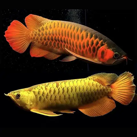 cá rồng huyết long