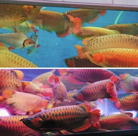 cá rồng huyết long