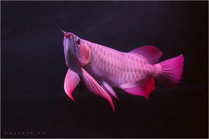 cá rồng huyết long