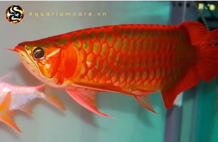 cá rồng huyết long