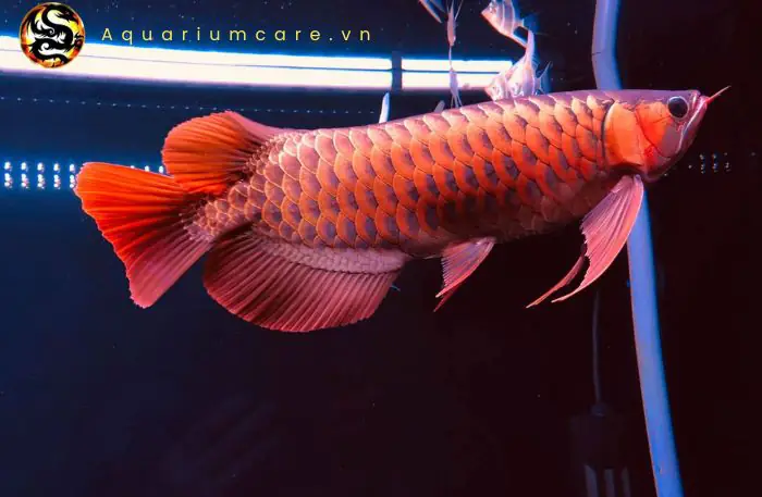 cá rồng huyết long