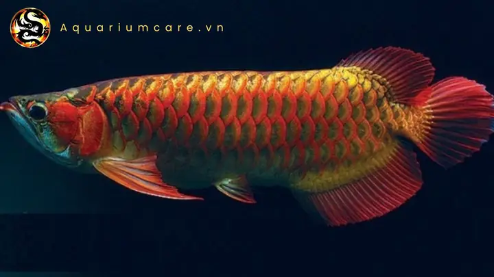 cá rồng huyết long