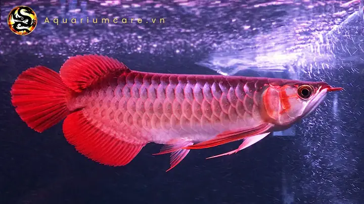 cá rồng huyết long